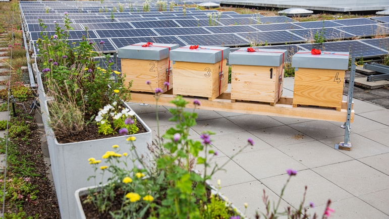 Endress+Hauser Flow'n katolla asuu useita yrityksen omia mehiläisyhdyskuntia