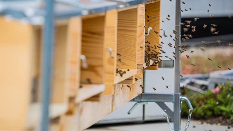 Mehiläisistä huolehtii mehiläishoitajaksi koulutettu työntekijä